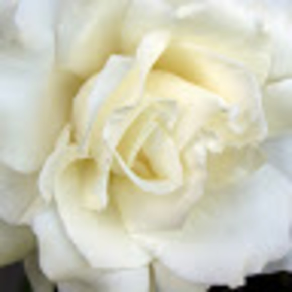 Meet your Posher, Camille - Picture 1 of 1